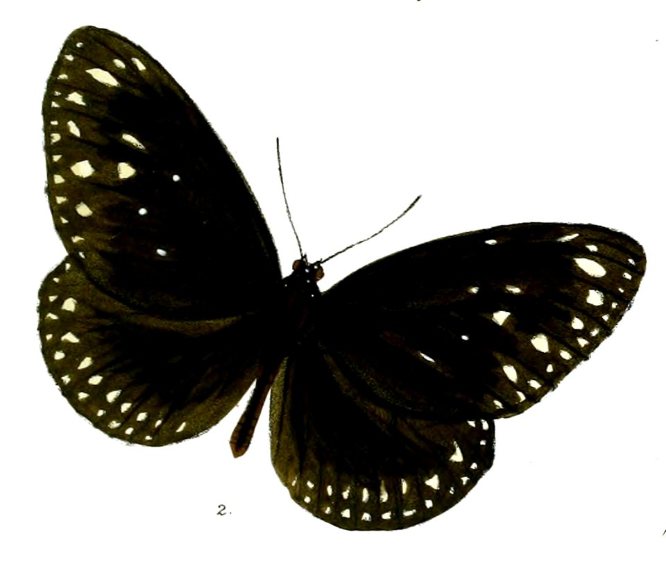 CrastiaEsperi 27 2