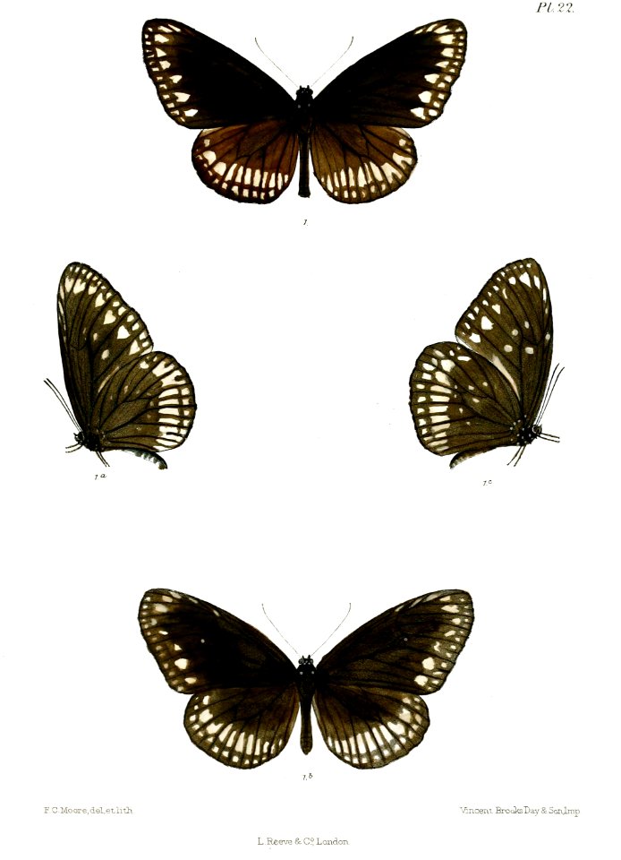 CrastiaVermiculata 22