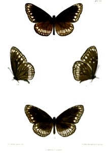 CrastiaVermiculata 22
