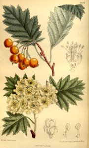 Crataegus wattiana 145-8818