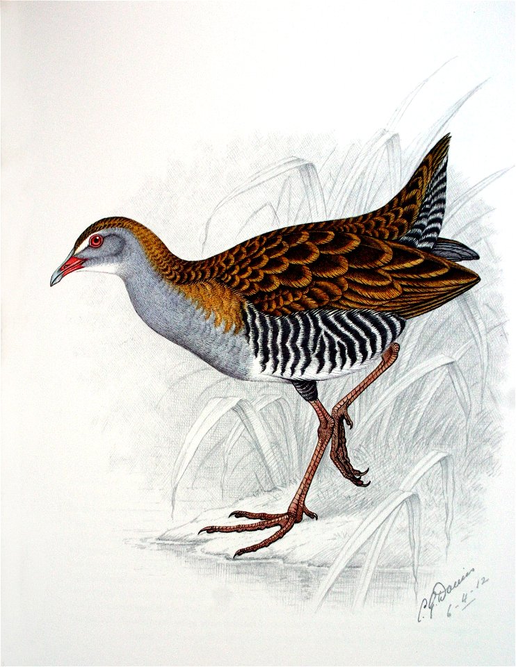 Crecopsis egregia00
