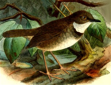 Crateroscelis robusta Keulemans