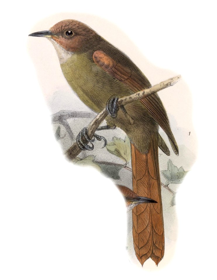 Cranioleuca erythrops 1902