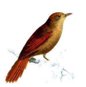 Cranioleuca curtata - Joseph Smit