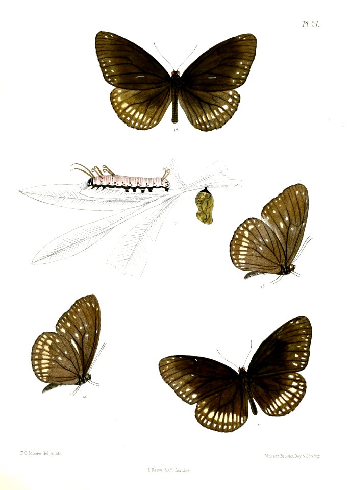 CrastiaAsela 24