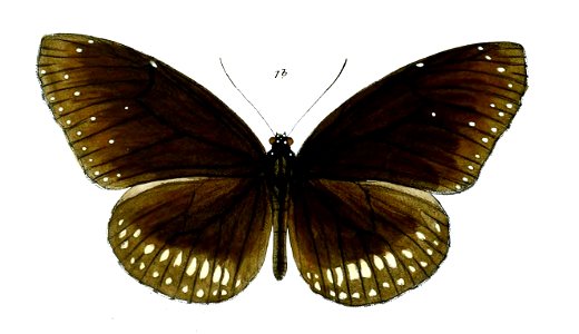 CrastiaLayardi 26 1b