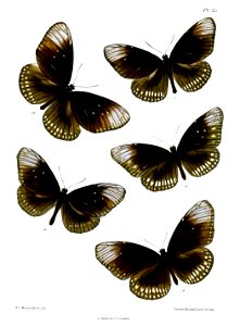 CrastiaGodartii 25