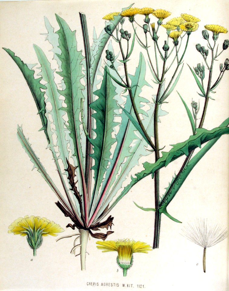 Crepis agrestis — Flora Batava — Volume v15