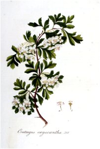 Crataegus oxyacantha — Flora Batava — Volume v5