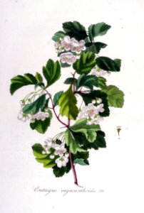 Crataegus oxyacanthoides — Flora Batava — Volume v5