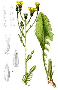 Crepis biennis Sturm54