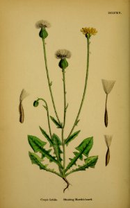Crepis foetida. Free illustration for personal and commercial use.