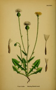 Crepis foetida