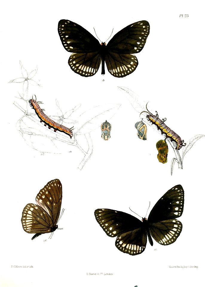 CrastiaCore 23