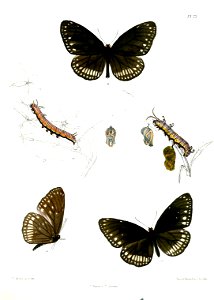 CrastiaCore 23