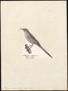 Crateropus acaciae - 1809-1845 - Print - Iconographia Zoologica - Special Collections University of Amsterdam - UBA01 IZ16400065