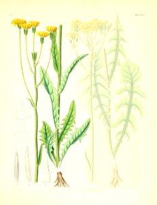 Crepis nicaeensis. Free illustration for personal and commercial use.