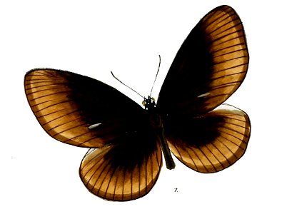 CrastiaScherzeriM 28 1