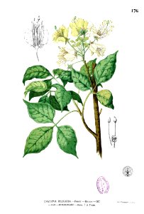 Crateva religiosa Blanco1.176
