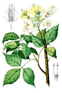 Crateva religiosa Blanco1.176-cropped