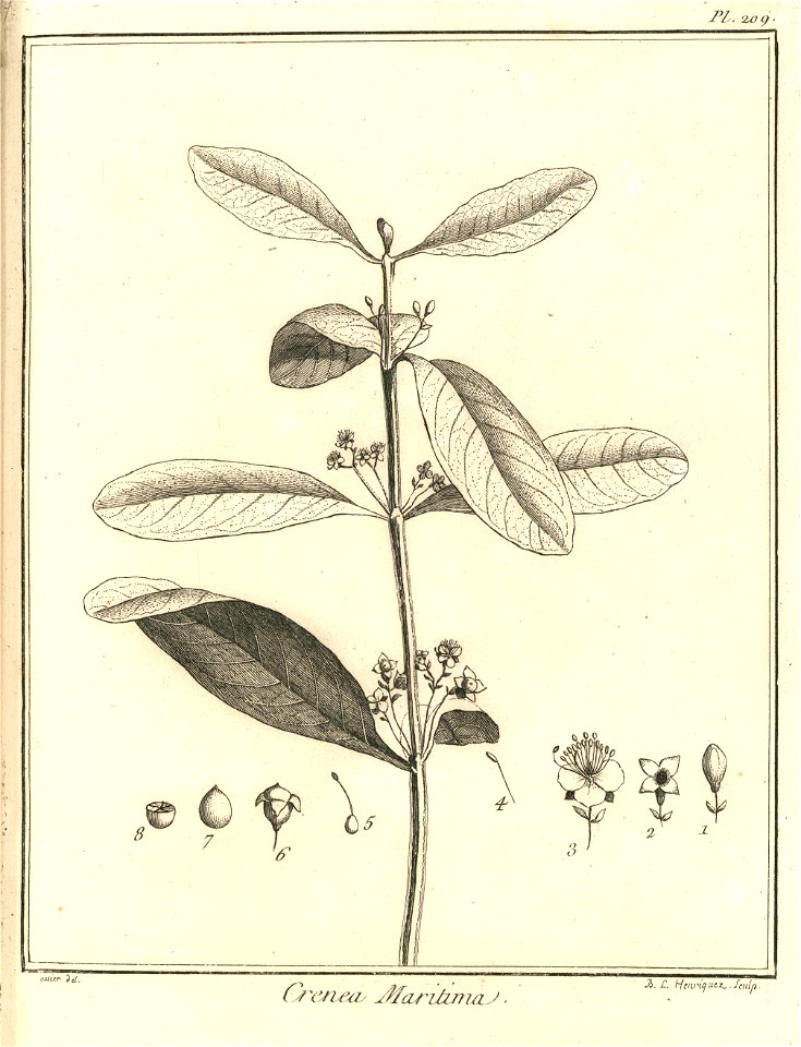 Crenea maritima Aublet 1775 pl 209