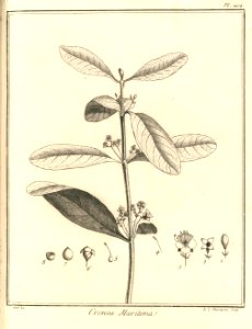 Crenea maritima Aublet 1775 pl 209