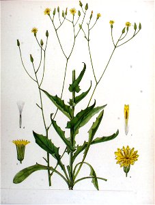 Crepis pulchra. Free illustration for personal and commercial use.