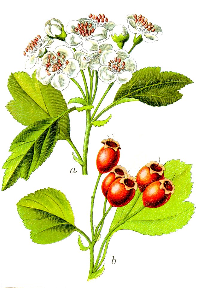 Crataegus sp Sturm3 - Free Stock Illustrations | Creazilla