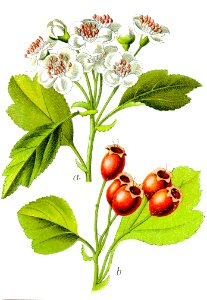 Crataegus sp Sturm3
