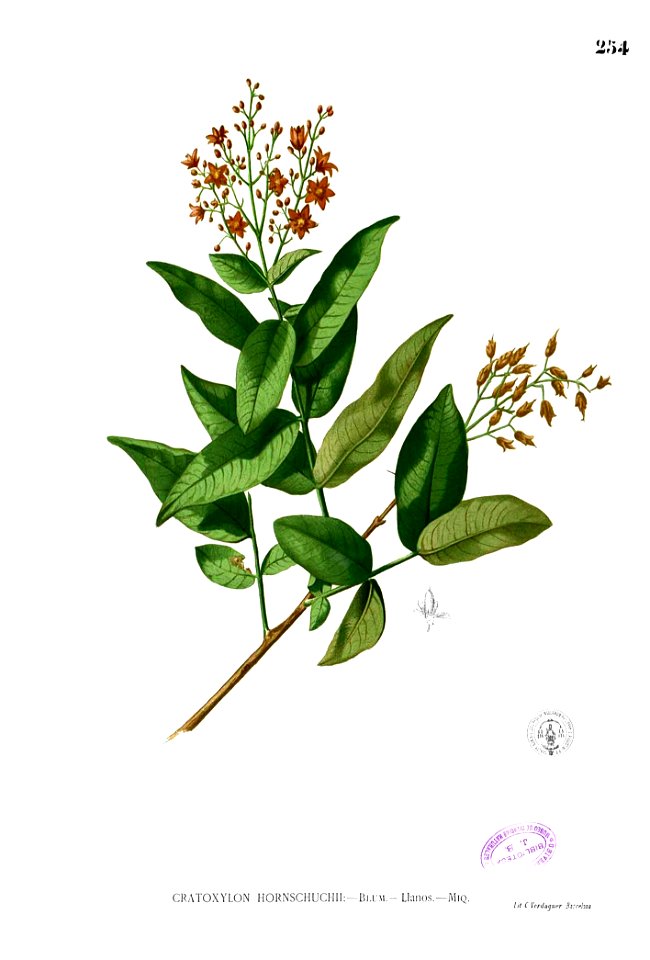 Cratoxylum sp Blanco2.254