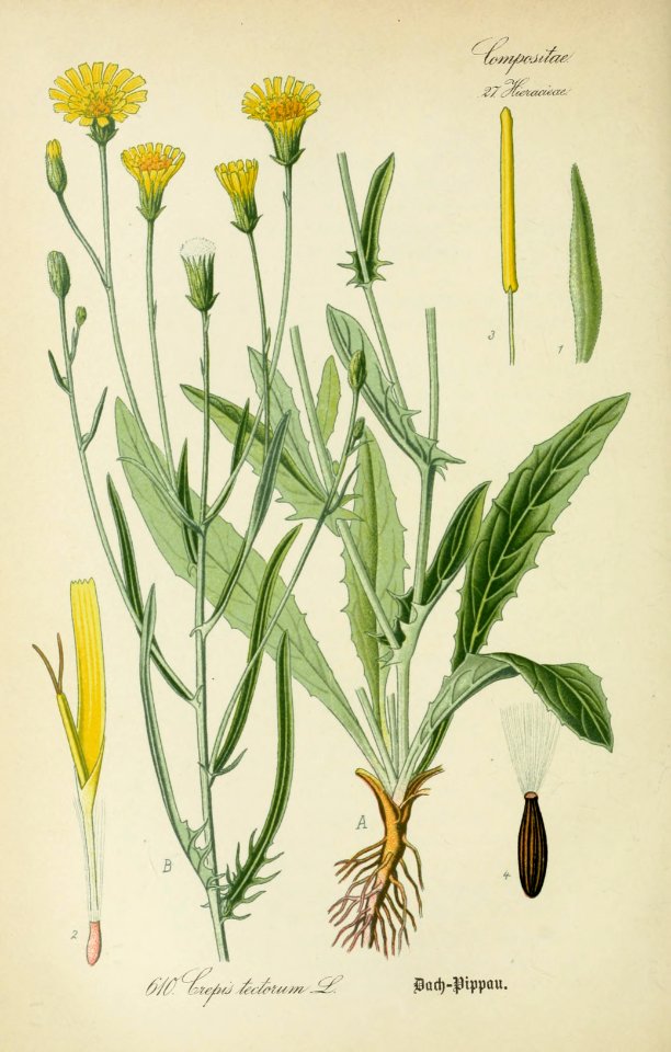 Crepis tectorum ssp tectorum