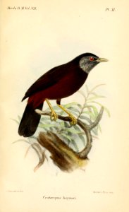 CrateropusHaynesiSmit