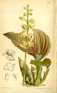Crepidium josephianum (as Microstylis josephiana) - Curtis' 103 (Ser. 3 no. 33) pl. 6325 (1877)