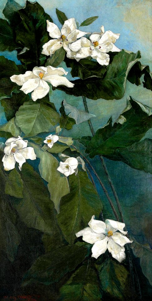 Magnolia Macrophylla by Ida Crawley, 1916
