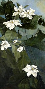 Magnolia Macrophylla by Ida Crawley, 1916