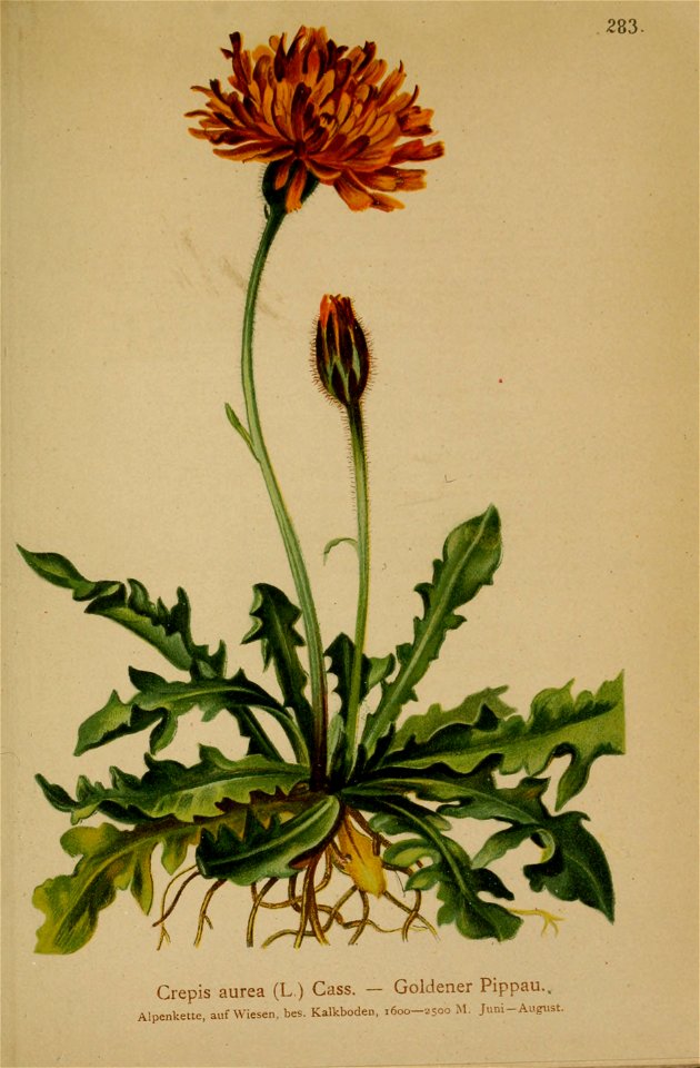 Crepis aurea -001
