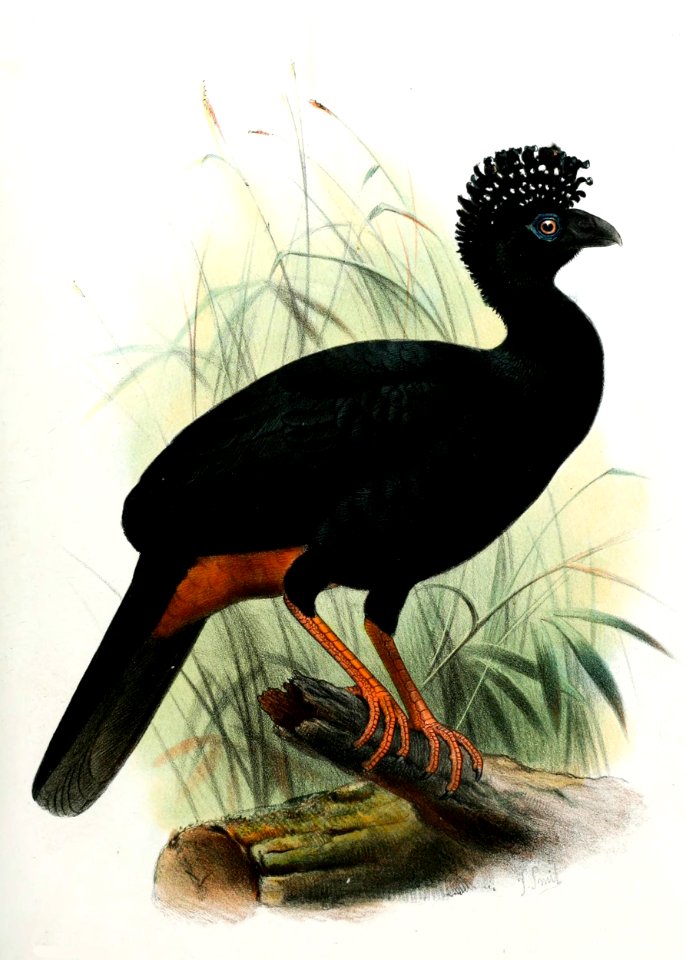 Crax globulosa J. Smit