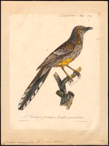 Creadion carunculatus - 1825-1834 - Print - Iconographia Zoologica - Special Collections University of Amsterdam - UBA01 IZ15800097