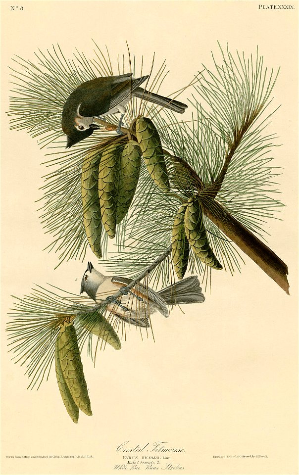 Crested Titmouse (Audubon)