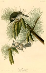 Crested Titmouse (Audubon)
