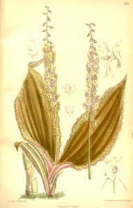 Crepidium calophyllum (as Microstylis scottii) - Curtis' 118 (Ser. 3 no. 48) pl. 7268 (1892)