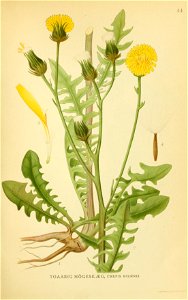 Crepis biennis