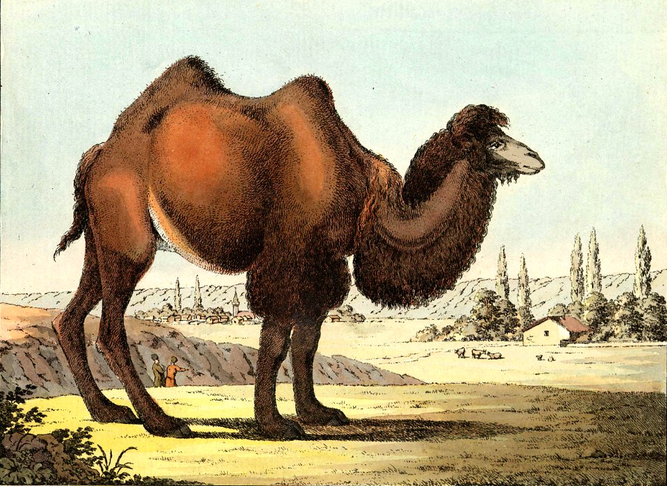 Crimeans Bactrian camel