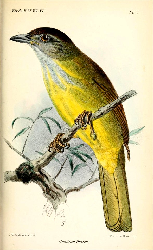 CrinigerFraterKeulemans
