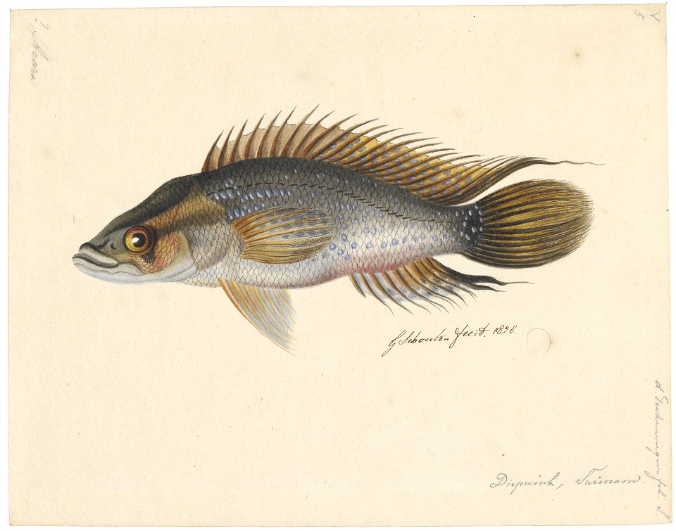 Crenicichla lugubris - 1828 - Print - Iconographia Zoologica - Special Collections University of Amsterdam - UBA01 IZAA100139