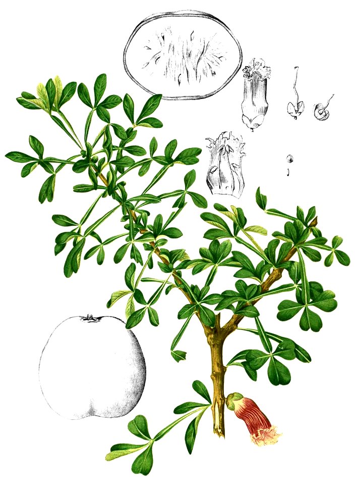 Crescentia alata Blanco2.327-cropped