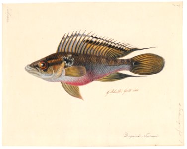 Crenicichla saxatilis - 1828 - Print - Iconographia Zoologica - Special Collections University of Amsterdam - UBA01 IZAA100137
