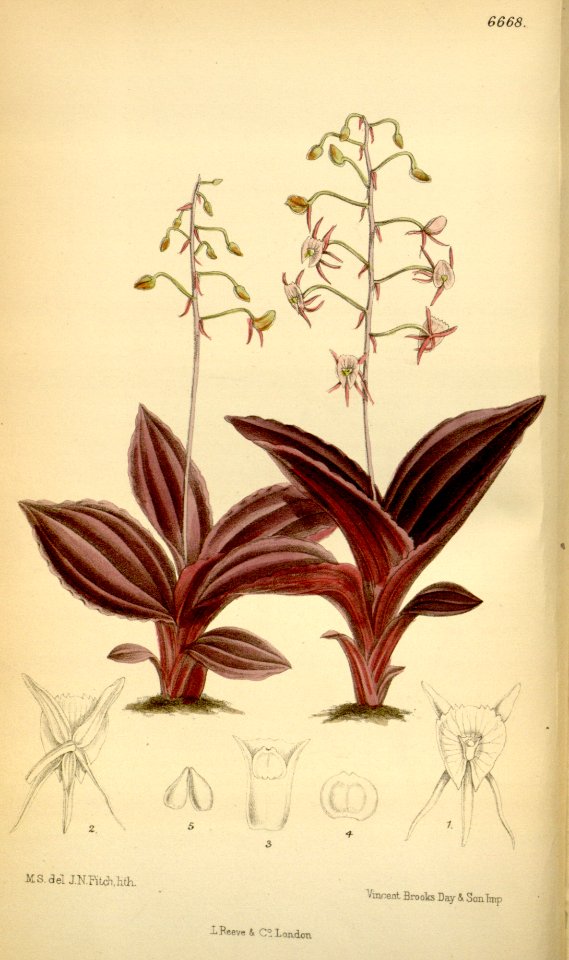 Crepidium metallicum (as Microstylis metallica) - Curtis' 109 (Ser. 3 no. 39) pl. 6668 (1883)