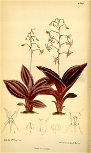 Crepidium metallicum (as Microstylis metallica) - Curtis' 109 (Ser. 3 no. 39) pl. 6668 (1883)