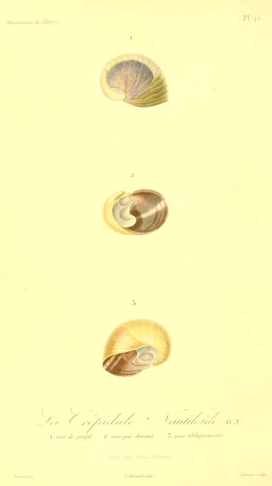 Crepidula fornicata 1831